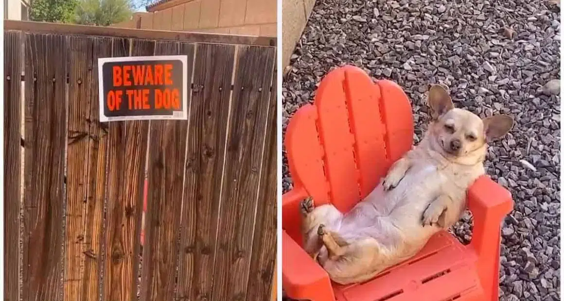 Lazy Chihuahua Dog On Duty Caught Relaxing