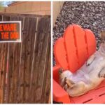 Lazy Chihuahua Caught Relaxing on Duty