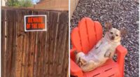 Lazy Chihuahua Dog On Duty Caught Relaxing
