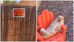 Read more about the article Lazy Chihuahua Caught Relaxing on Duty