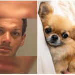 Man Captured after Tossing his Chihuahua from a Five-Story Flat