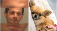 Man captured after purportedly tossing chihuahua from the 5 story gallery