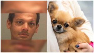 Read more about the article Man Captured after Tossing his Chihuahua from a Five-Story Flat