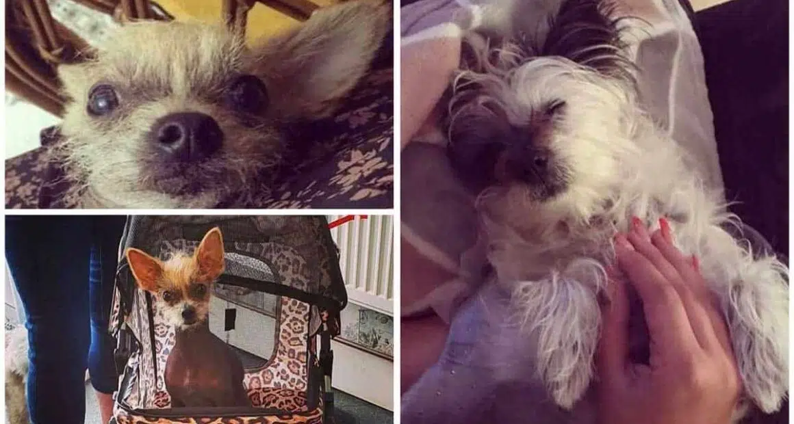 Pack of bull terriers rip opens tiny dog in brutal attack as owners laughed