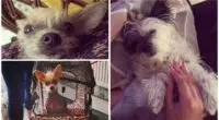 Pack of bull terriers rip opens tiny dog in brutal attack as owners laughed