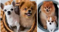 Pomeranian vs Chihuahua Which is Better For Families