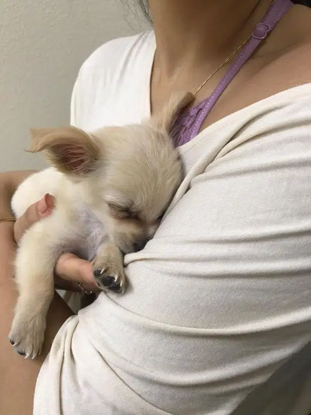 Puppy with heartbreaking note found abandoned in Vegas airport 2