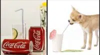 Read This Before Sharing Soda With Your Dog 1