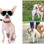 Should Your Chihuahua Use a Collar and Leash?