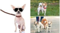 Should Your Chihuahua Use a Collar and Leash? 2 Should Your Chihuahua Use a Collar and Leash