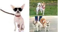 Should Your Chihuahua Use a Collar and Leash