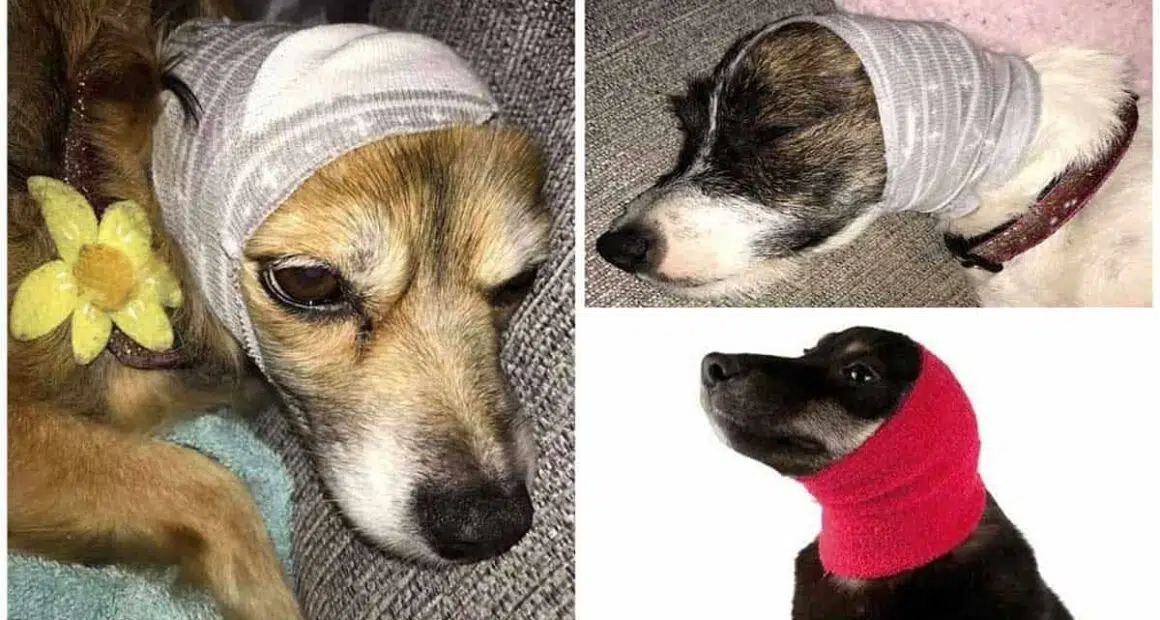 Student reveals how to keep your dog calm on bonfire night by re purposing a sock as a comforting ear muff