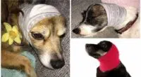 Student reveals how to keep your dog calm on bonfire night by re purposing a sock as a comforting ear muff