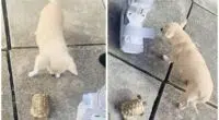 Surprisingly speedy tortoise turns the tables on chihuahua and chases after the terrified pooch