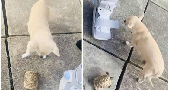 Surprisingly speedy tortoise turns the tables on chihuahua and chases after the terrified pooch