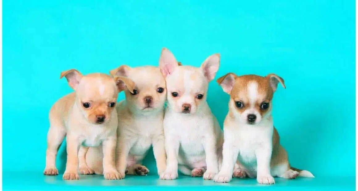 The 115 Most Popular Chihuahua Names
