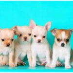 The Most Popular Chihuahua Names