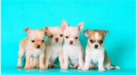 The Most Popular Chihuahua Names 2 The 115 Most Popular Chihuahua Names