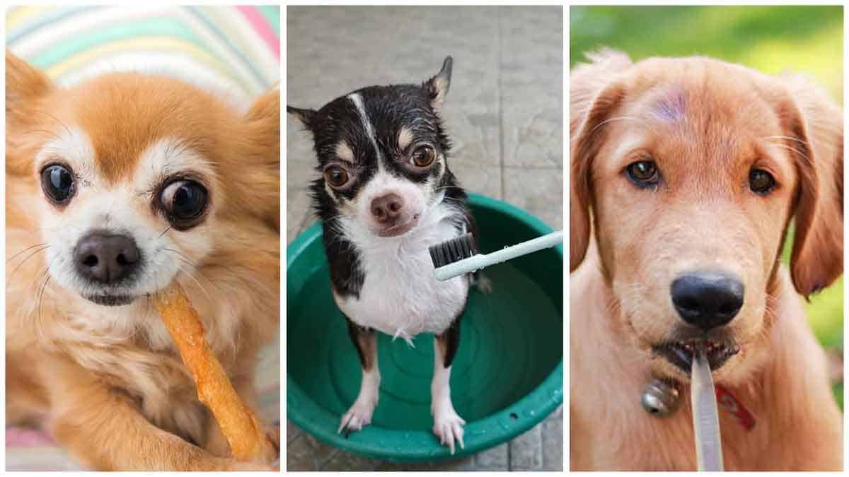 The Best Dog Toothbrushes The Chihuahua Edition I Love Chihuahuas