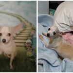 The Story of How Nancy Got Her Pookie Chi