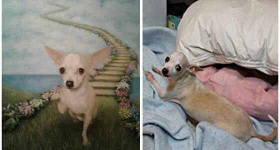 The Story of how Nancy got her Pookie