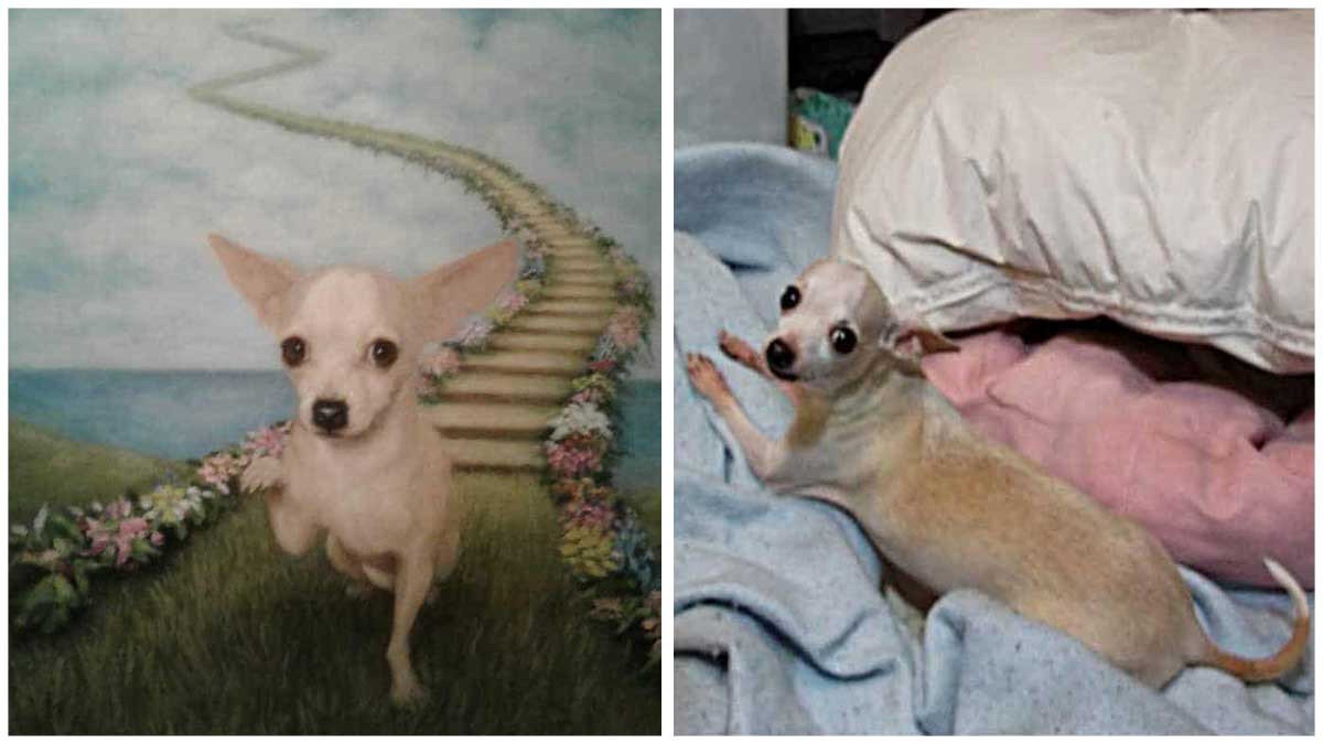 Read more about the article The Story of How Nancy Got Her Pookie Chi