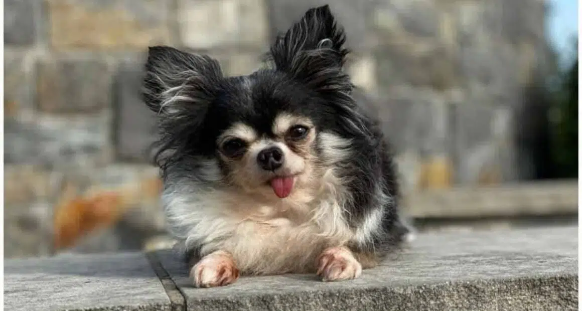 Tiny Chihuahua named 2020 American Hero Dog