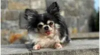 Tiny Chihuahua named 2020 American Hero Dog