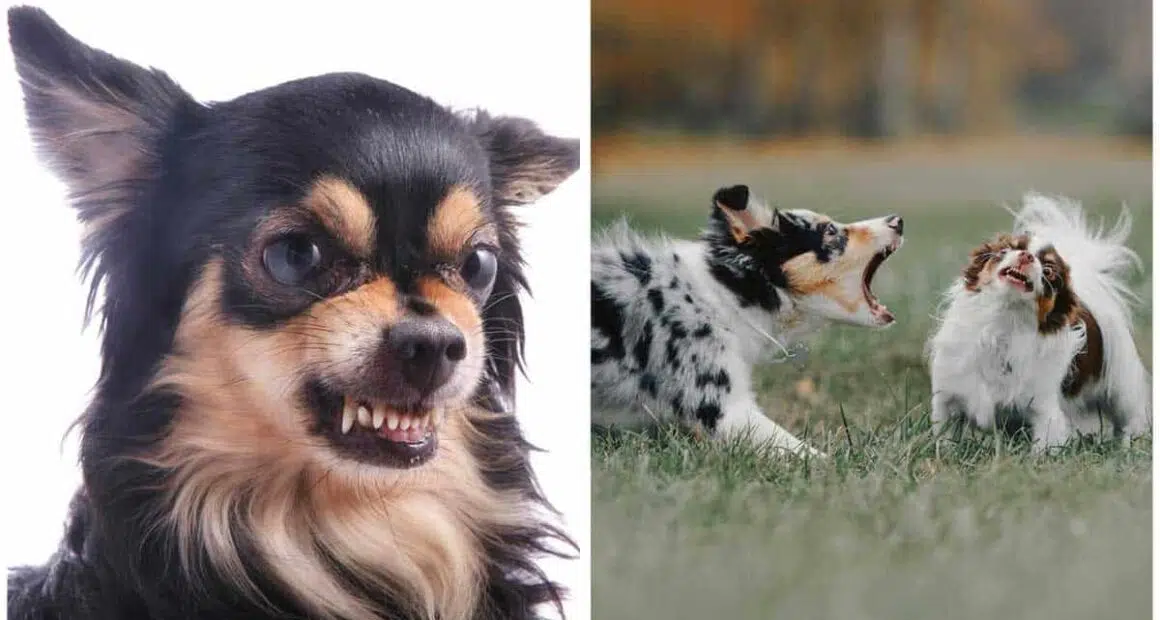 Understanding Dog Aggression