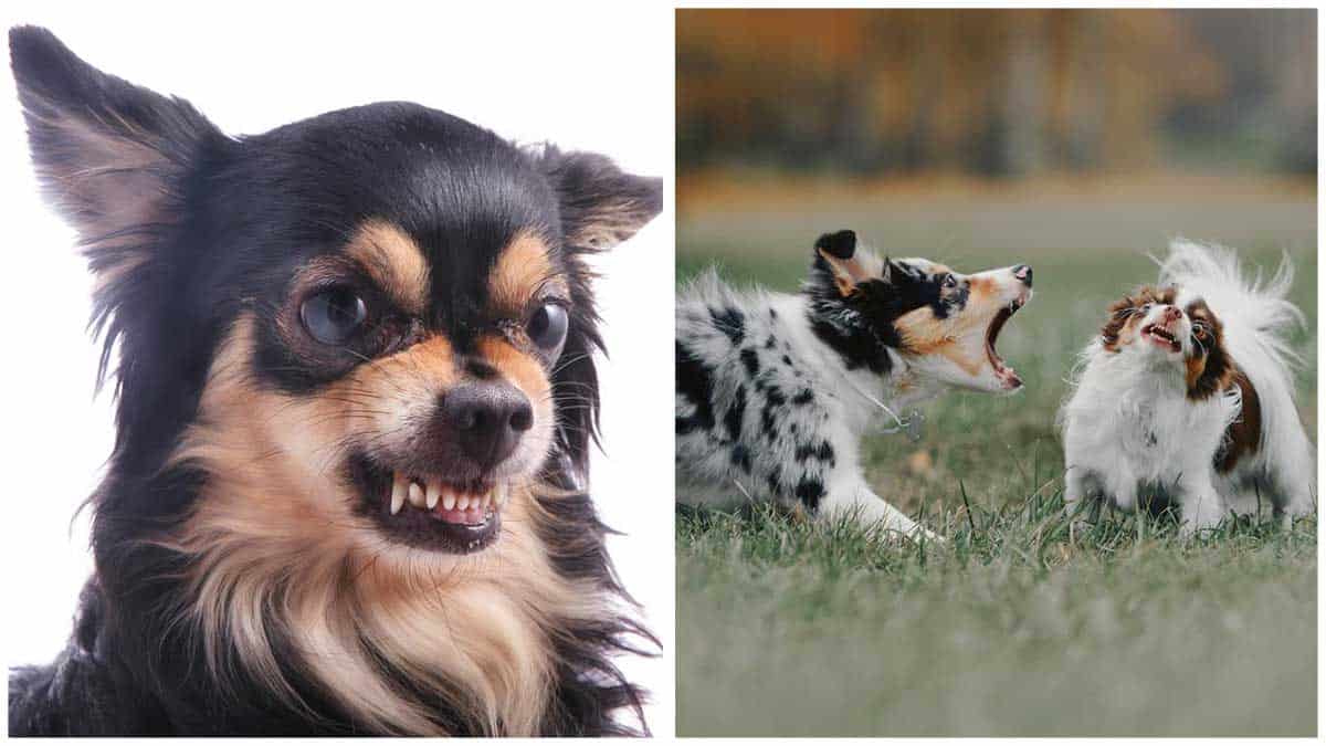 Understanding Dog Aggression
