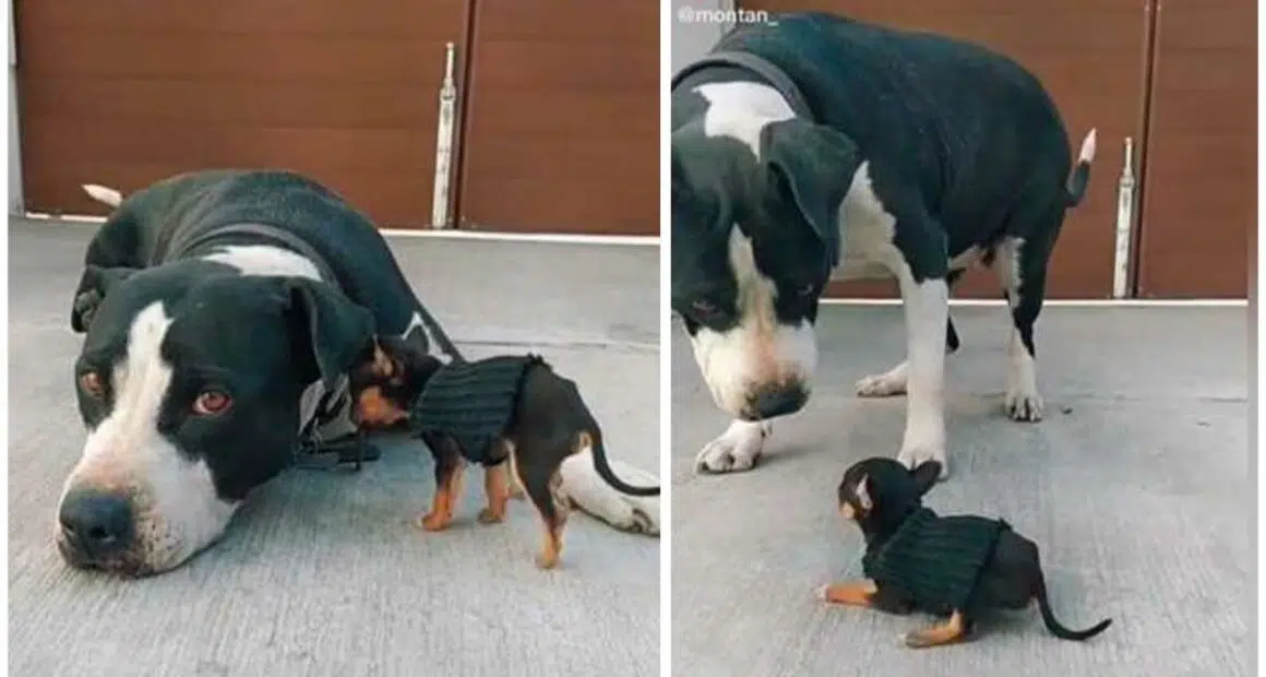 Viral TikTok dog meets the baby chihuahua that her owner adopted