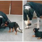 Viral TikTok: Dog meets Baby Chihuahua