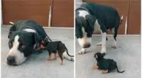Viral TikTok dog meets the baby chihuahua that her owner adopted