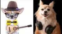 What Kind of Music Do Dogs Like 2