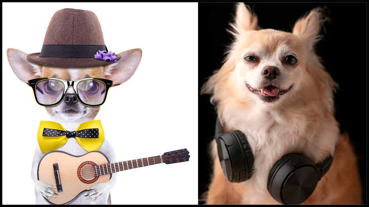What Kind of Music Do Dogs Like?