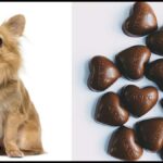 What to Do if Your Dog Eats Chocolate