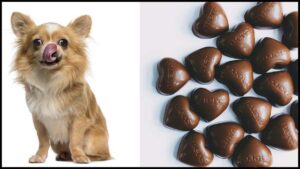 Read more about the article What to Do if Your Dog Eats Chocolate