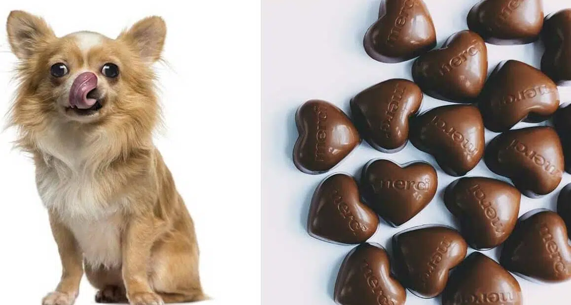 What to Do if Your Dog Eats Chocolate