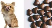 What to Do if Your Dog Eats Chocolate