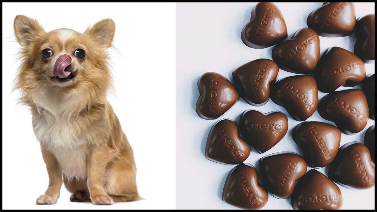 what-to-do-if-your-dog-eats-chocolate