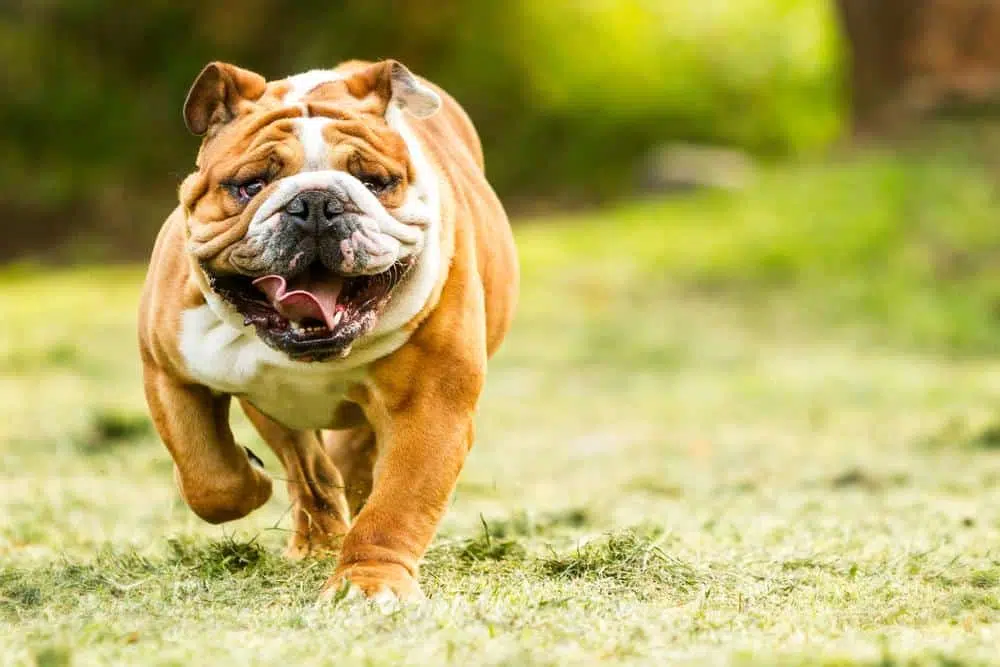 french bulldog running on dry glass
