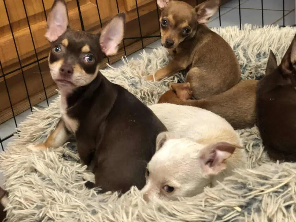 Rescued chihuahuas find new homes (Noah's Ark)
