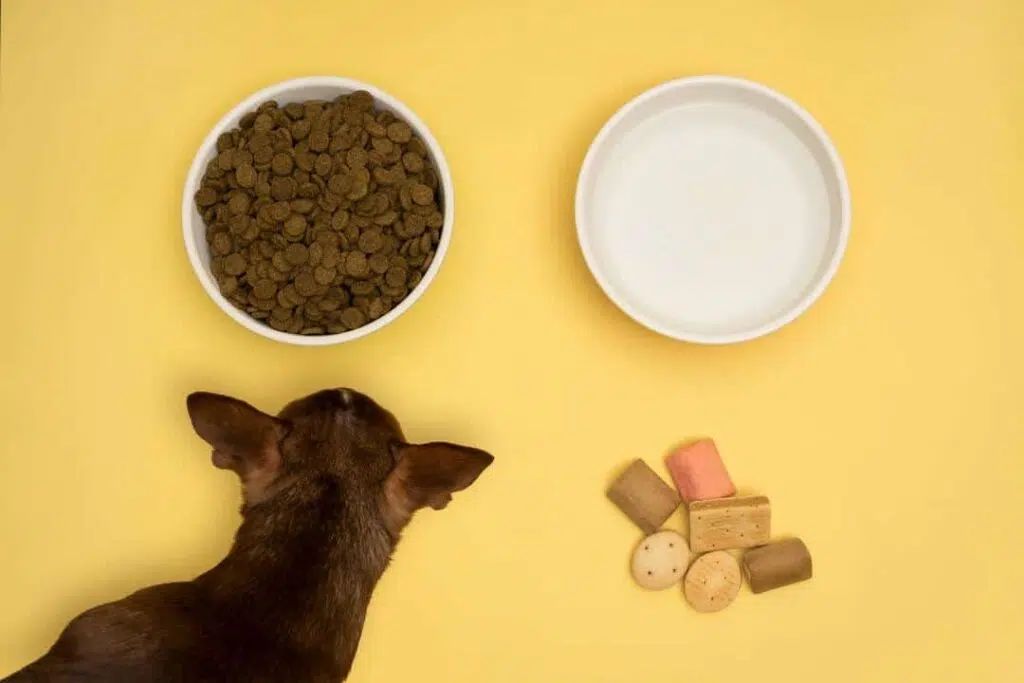 chihuahua dry foods