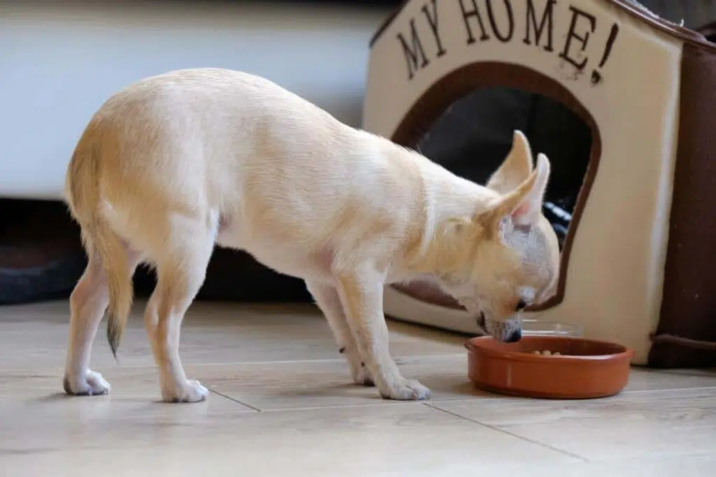 chihuahua eat food