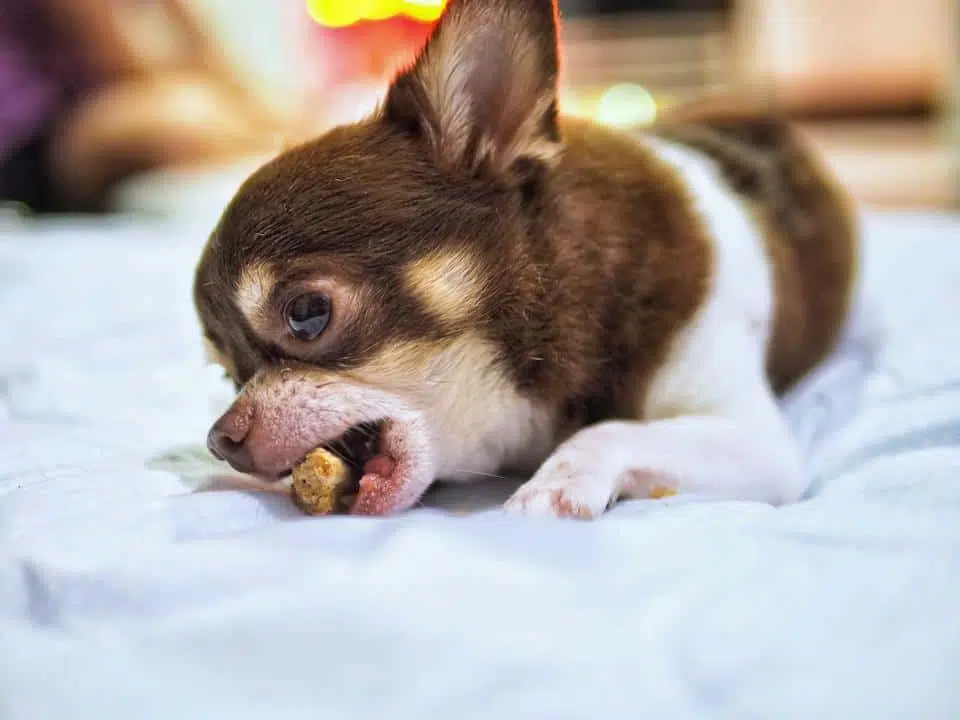 chihuahua eating