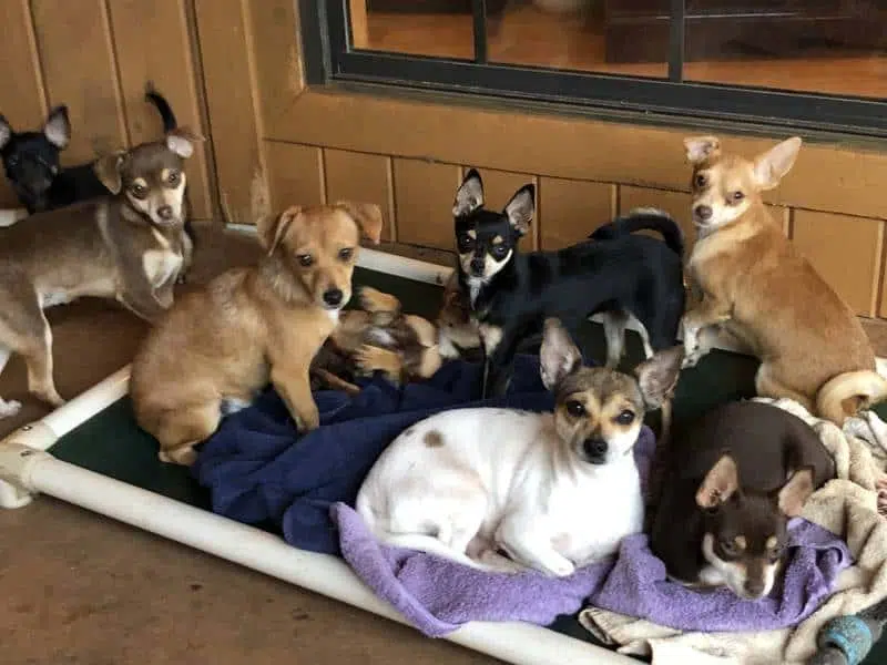 180 Chihuahuas rescued in August from a home in Butts County are getting new adopted homes. (Noah's Ark)