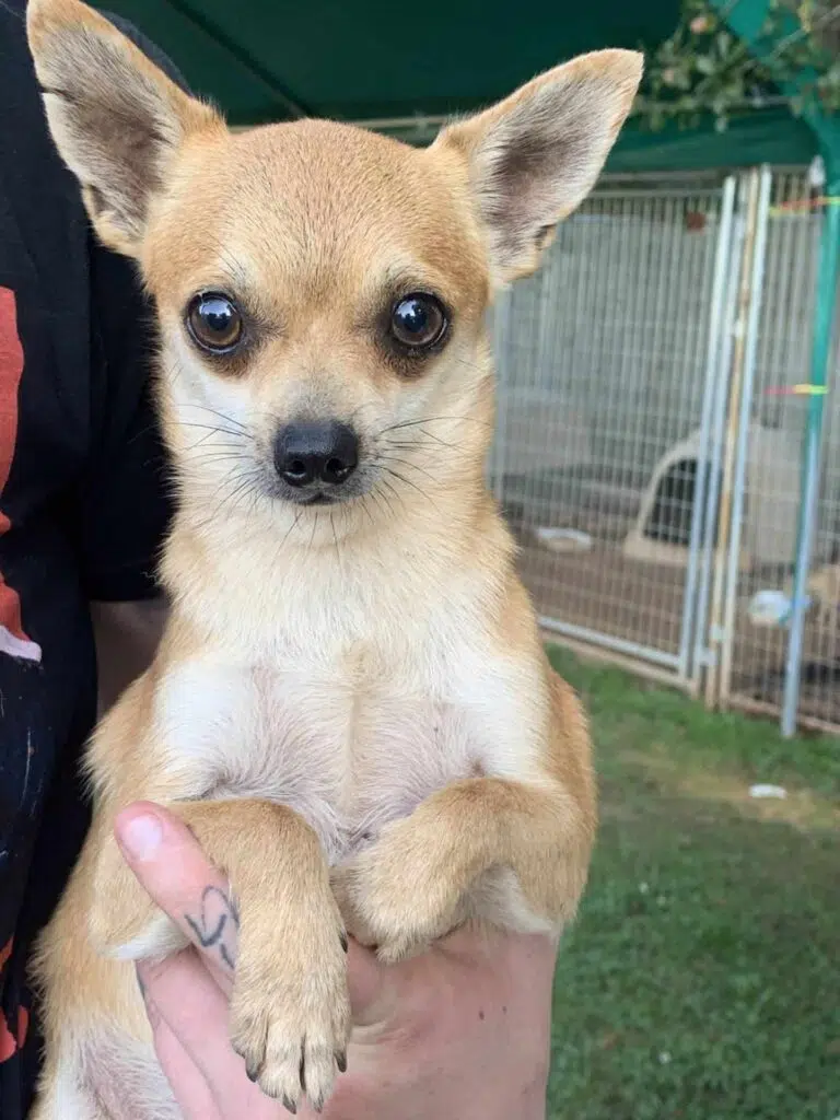 Rescued chihuahua from a Butts Co home (Noah's Ark)