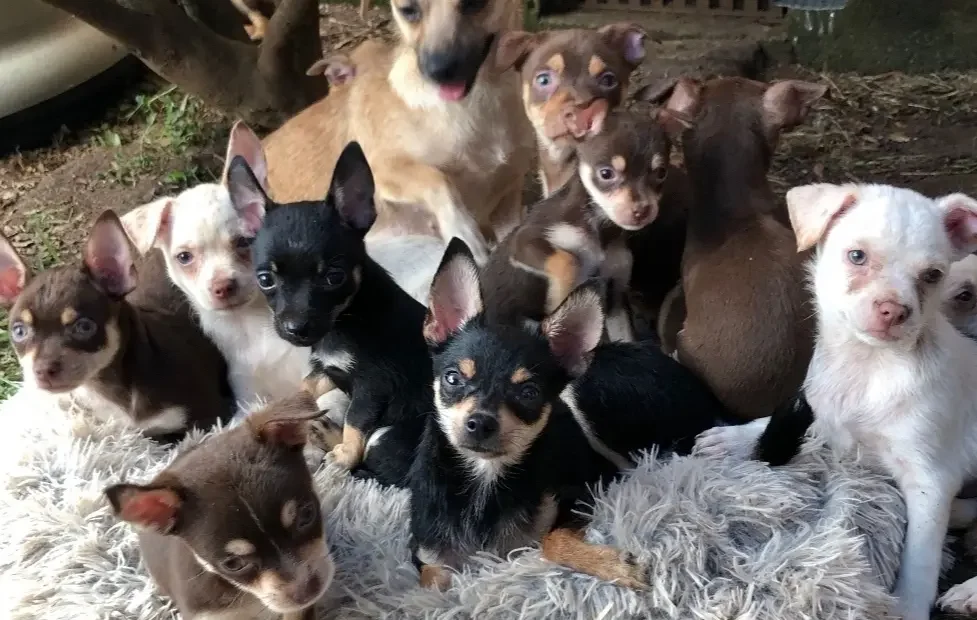 What happened to the 180 Chihuahuas rescued in Butts County?