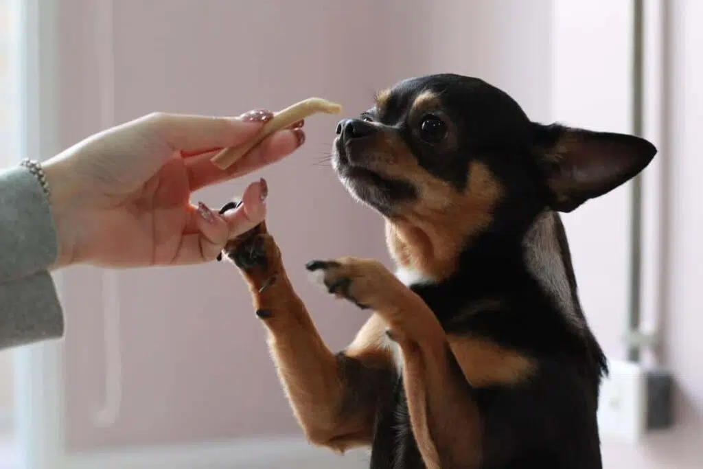 feeding chihuahua