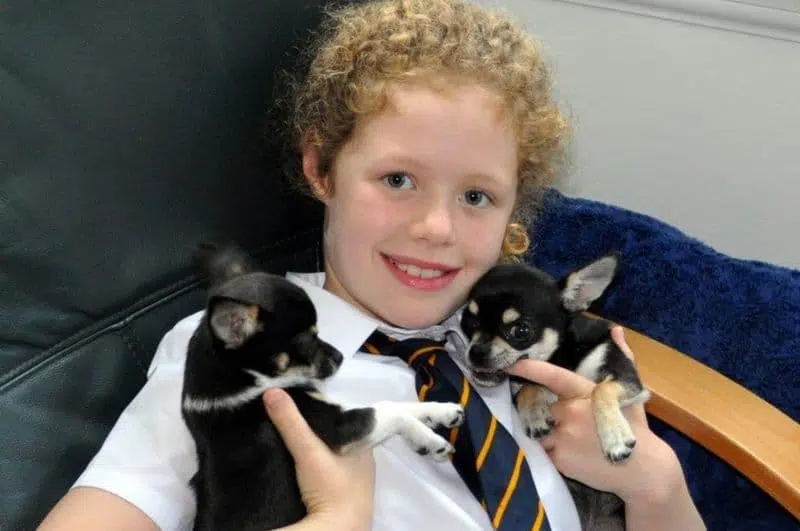 kid with two chihuahuas